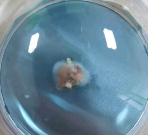 Untreated fin foil — visible bacterial growth